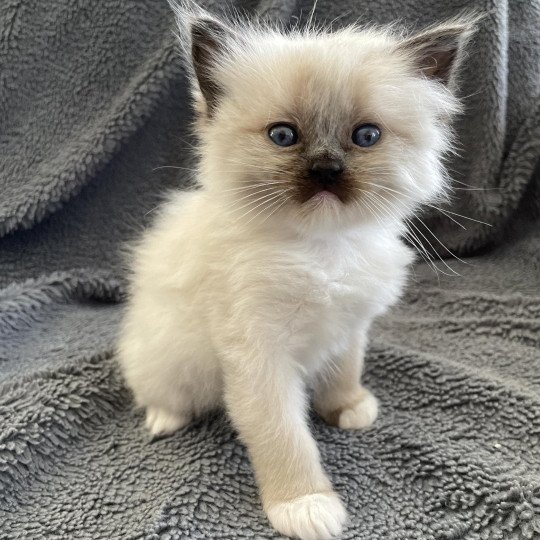 chaton Ragdoll seal point mitted Blanc Les Ragdolls de la Croisette