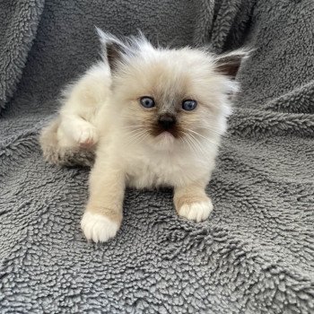 chaton Ragdoll seal point mitted Blanc Les Ragdolls de la Croisette