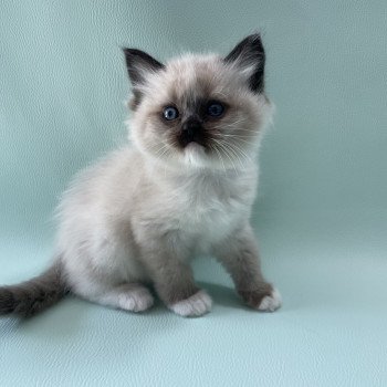 chaton Ragdoll seal point mitted Blanc Les Ragdolls de la Croisette