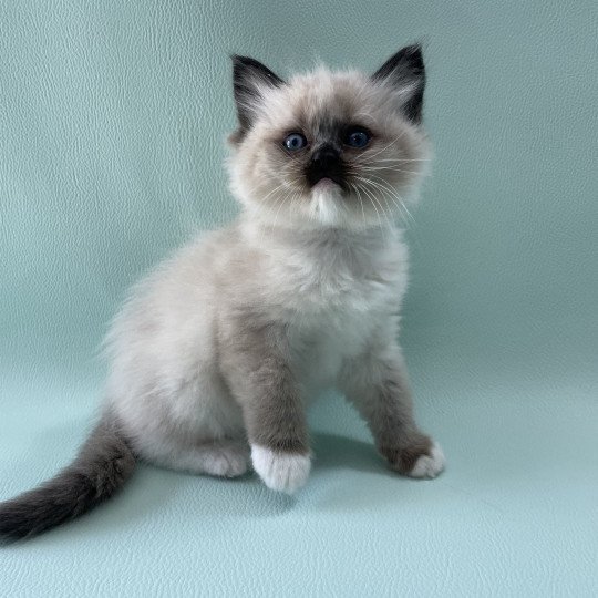 chaton Ragdoll seal point mitted Blanc Les Ragdolls de la Croisette