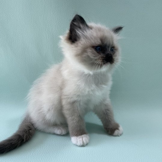 chaton Ragdoll seal point mitted Blanc Les Ragdolls de la Croisette