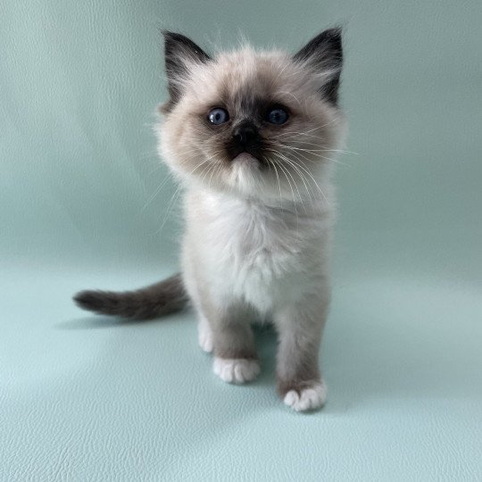 chaton Ragdoll seal point mitted Blanc Les Ragdolls de la Croisette