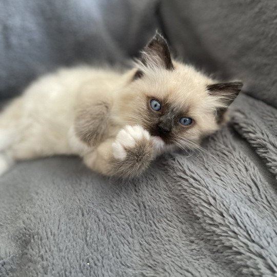 chaton Ragdoll seal point mitted Blanc Les Ragdolls de la Croisette