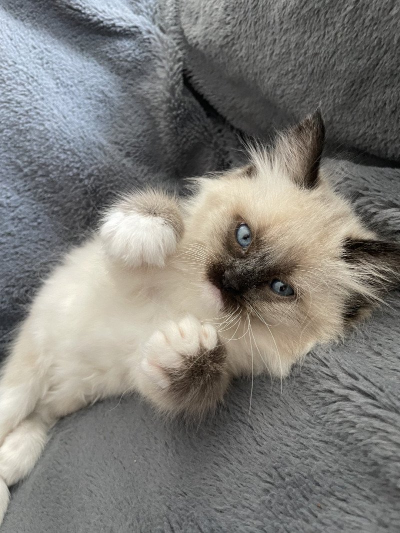 Uliane Blanc De La Croisette Femelle Ragdoll