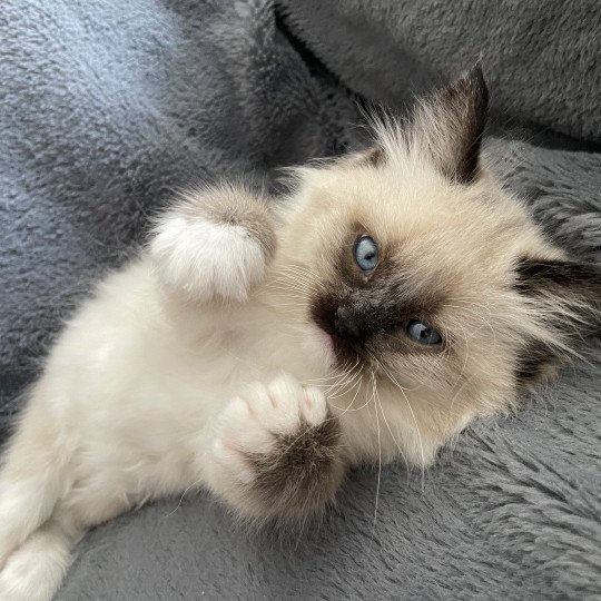 chaton Ragdoll seal point mitted Blanc Les Ragdolls de la Croisette