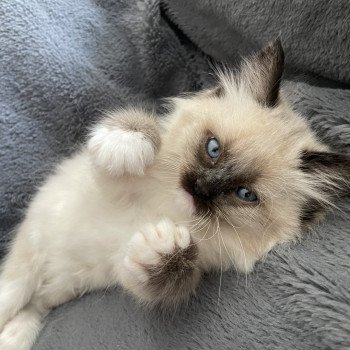 chaton Ragdoll seal point mitted Blanc Les Ragdolls de la Croisette