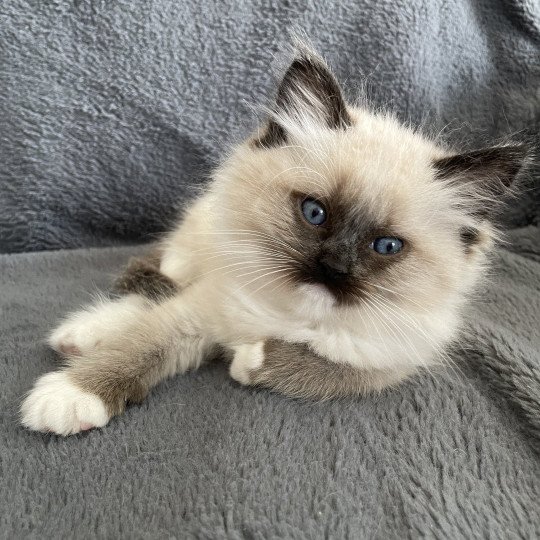 chaton Ragdoll seal point mitted Blanc Les Ragdolls de la Croisette