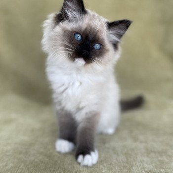 chaton Ragdoll seal point mitted Uline Blanc Les Ragdolls de la Croisette