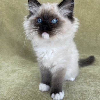 chaton Ragdoll seal point mitted Uline Blanc Les Ragdolls de la Croisette