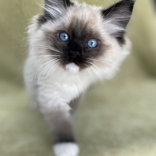 chaton Ragdoll seal point mitted Uline Blanc Les Ragdolls de la Croisette