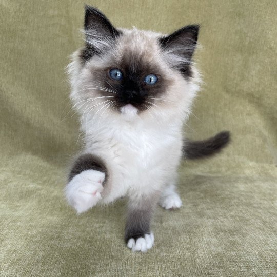 chaton Ragdoll seal point mitted Uline Blanc Les Ragdolls de la Croisette