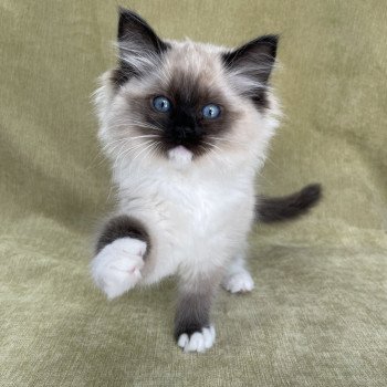 chaton Ragdoll seal point mitted Uline Blanc Les Ragdolls de la Croisette