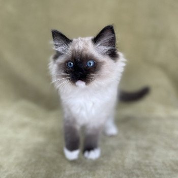 chaton Ragdoll seal point mitted Uline Blanc Les Ragdolls de la Croisette chaton Ragdoll seal point mitted Uline Blanc Les Ragdolls de la Croisette