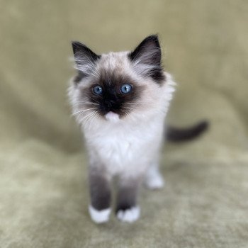 chaton Ragdoll seal point mitted Uline Blanc Les Ragdolls de la Croisette