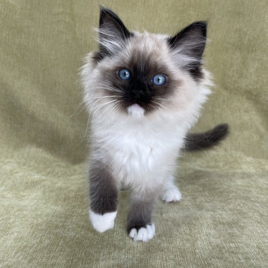 chaton Ragdoll seal point mitted Uline Blanc Les Ragdolls de la Croisette