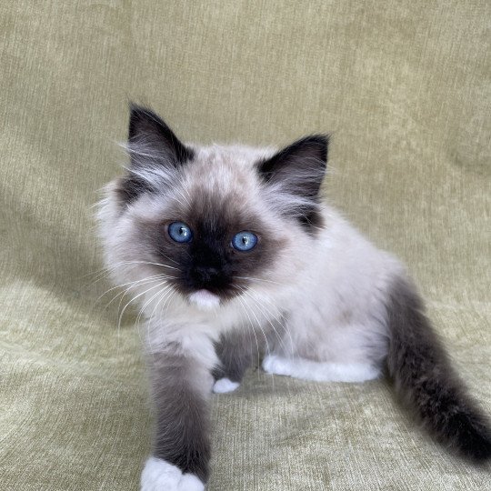 chaton Ragdoll seal point mitted Uline Blanc Les Ragdolls de la Croisette