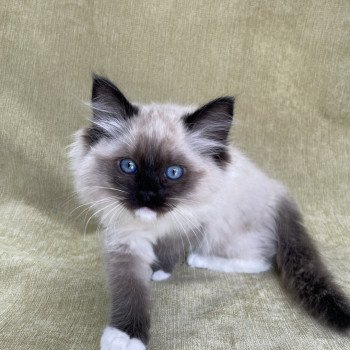 chaton Ragdoll seal point mitted Uline Blanc Les Ragdolls de la Croisette