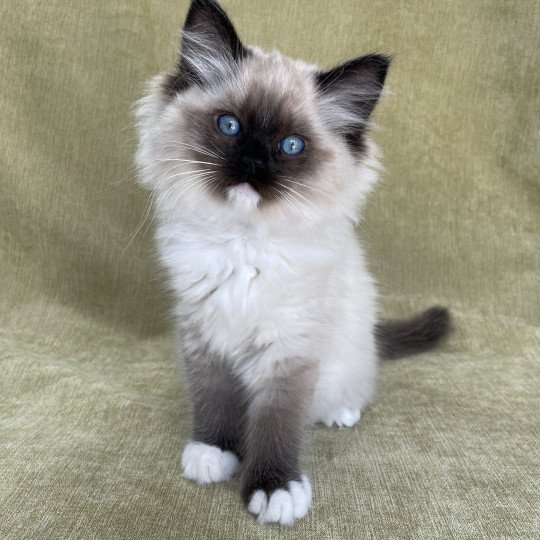 chaton Ragdoll seal point mitted Uline Blanc Les Ragdolls de la Croisette