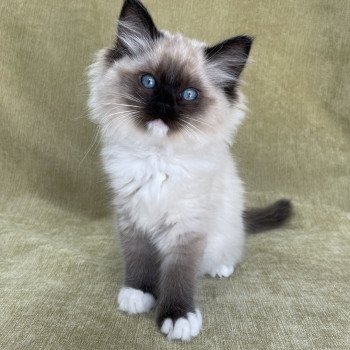 chaton Ragdoll seal point mitted Uline Blanc Les Ragdolls de la Croisette chaton Ragdoll seal point mitted Uline Blanc Les Ragdolls de la Croisette