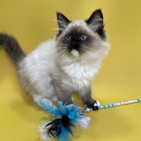 chaton Ragdoll seal point mitted Uline Blanc Les Ragdolls de la Croisette