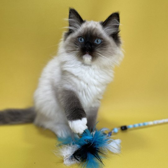 chaton Ragdoll seal point mitted Uline Blanc Les Ragdolls de la Croisette