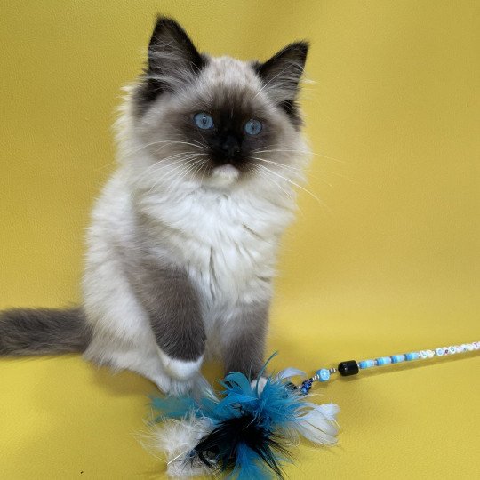 chaton Ragdoll seal point mitted Uline Blanc Les Ragdolls de la Croisette