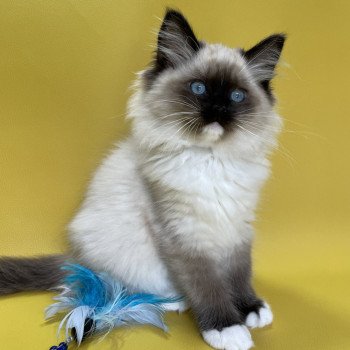 chaton Ragdoll seal point mitted Uline Blanc Les Ragdolls de la Croisette chaton Ragdoll seal point mitted Uline Blanc Les Ragdolls de la Croisette