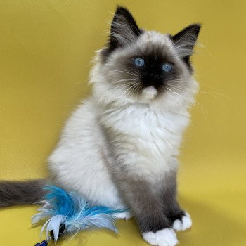 chaton Ragdoll seal point mitted Uline Blanc Les Ragdolls de la Croisette