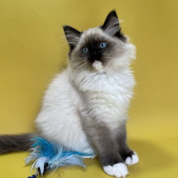 chaton Ragdoll seal point mitted Uline Blanc Les Ragdolls de la Croisette