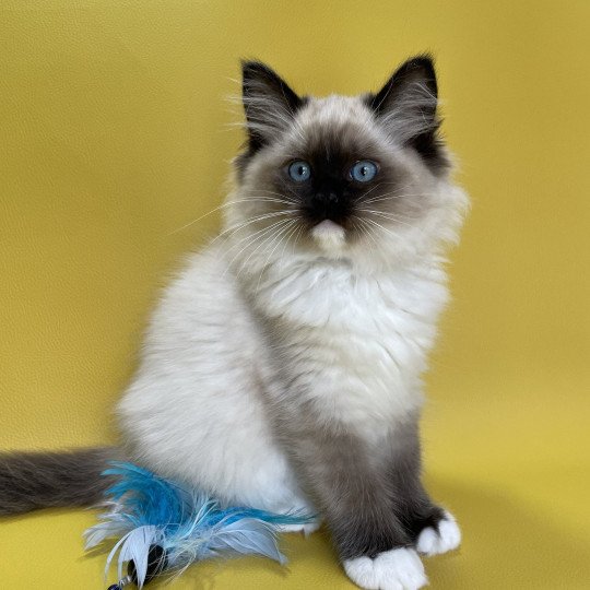 chaton Ragdoll seal point mitted Uline Blanc Les Ragdolls de la Croisette