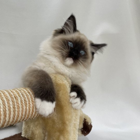 chaton Ragdoll seal point mitted Uline Blanc Les Ragdolls de la Croisette