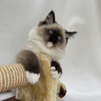 chaton Ragdoll seal point mitted Uline Blanc Les Ragdolls de la Croisette