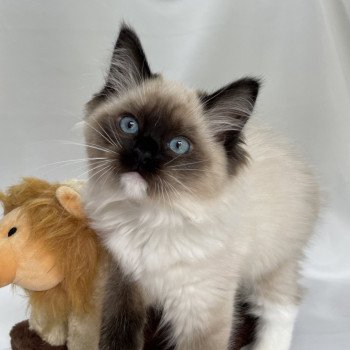 chaton Ragdoll seal point mitted Uline Blanc Les Ragdolls de la Croisette