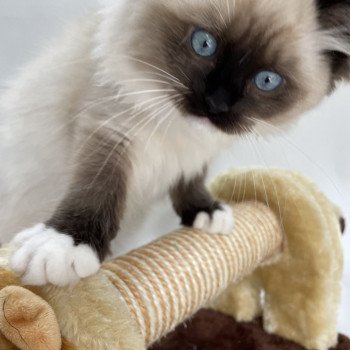 chaton Ragdoll seal point mitted Uline Blanc Les Ragdolls de la Croisette