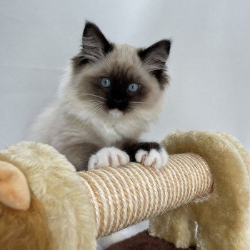 chaton Ragdoll seal point mitted Uline Blanc Les Ragdolls de la Croisette