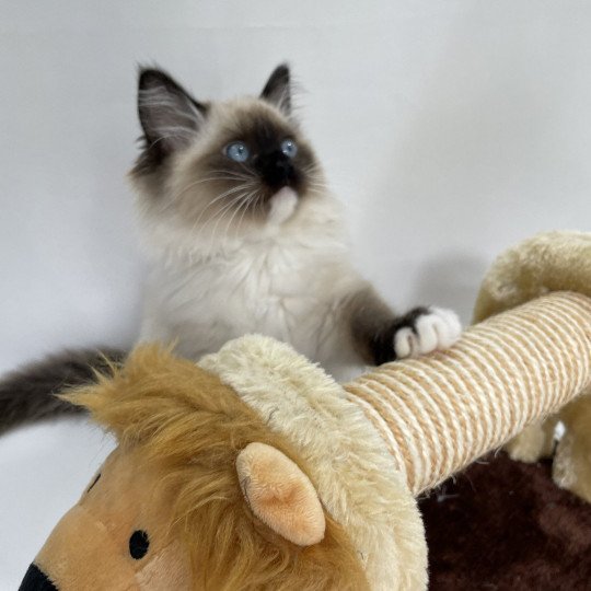 chaton Ragdoll seal point mitted Uline Blanc Les Ragdolls de la Croisette