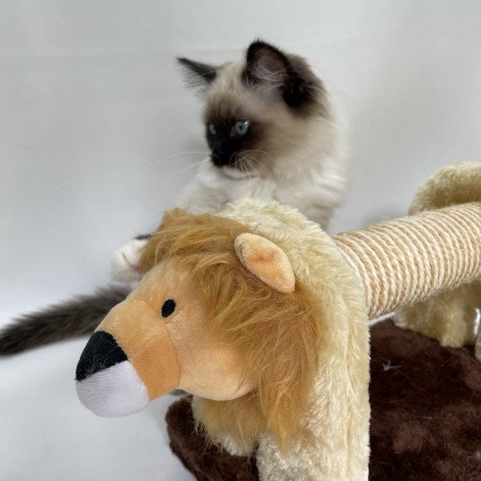 chaton Ragdoll seal point mitted Uline Blanc Les Ragdolls de la Croisette