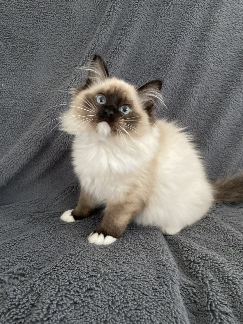 Uline De La Croisette Femelle Ragdoll