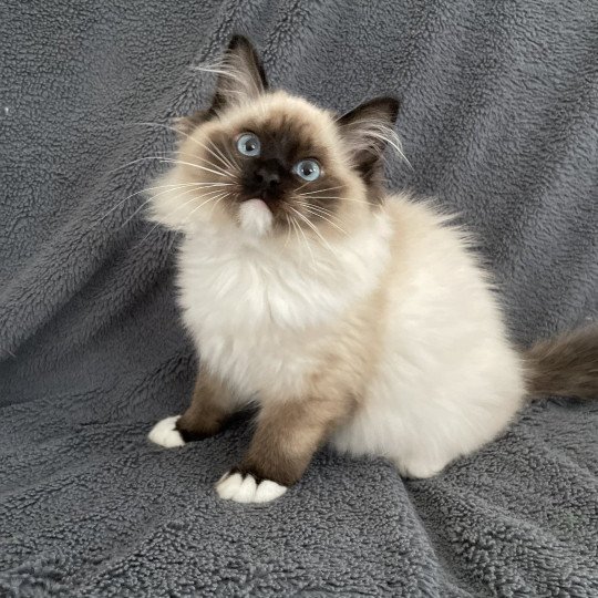 chaton Ragdoll seal point mitted Uline Blanc Les Ragdolls de la Croisette