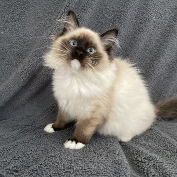 chaton Ragdoll seal point mitted Uline Blanc Les Ragdolls de la Croisette