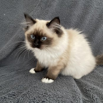 chaton Ragdoll seal point mitted Uline Blanc Les Ragdolls de la Croisette