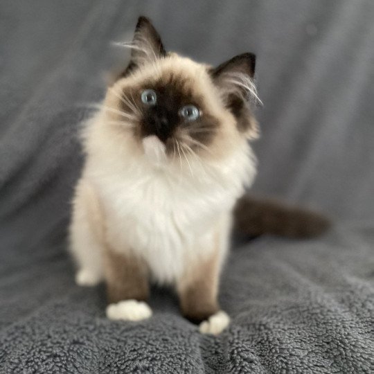 chaton Ragdoll seal point mitted Uline Blanc Les Ragdolls de la Croisette