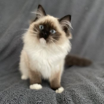 chaton Ragdoll seal point mitted Uline Blanc Les Ragdolls de la Croisette chaton Ragdoll seal point mitted Uline Blanc Les Ragdolls de la Croisette
