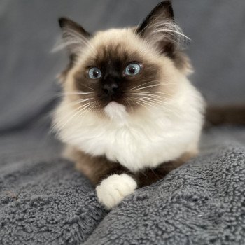 chaton Ragdoll seal point mitted Uline Blanc Les Ragdolls de la Croisette