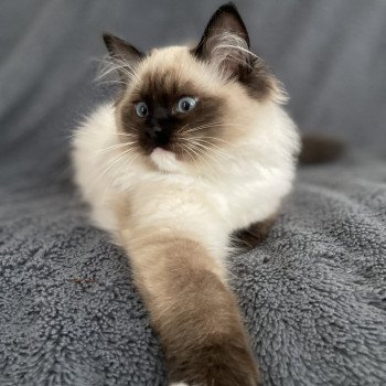 chaton Ragdoll seal point mitted Uline Blanc Les Ragdolls de la Croisette