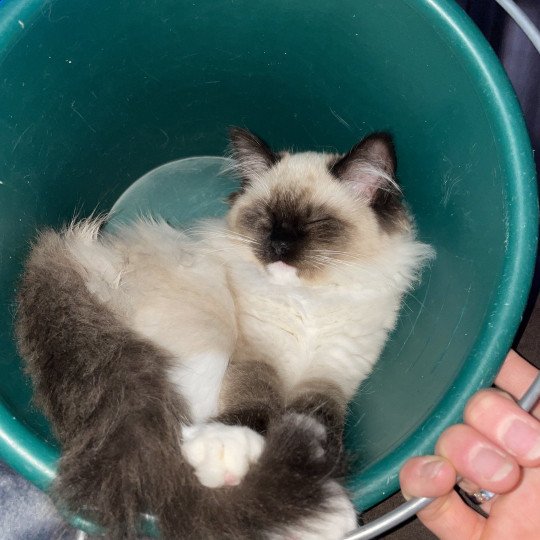 chaton Ragdoll seal point mitted Uline Blanc Les Ragdolls de la Croisette