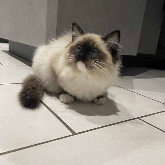 chaton Ragdoll seal point mitted Uline Blanc Les Ragdolls de la Croisette