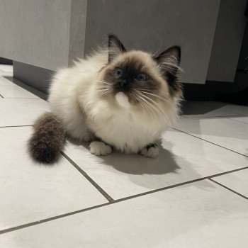 chaton Ragdoll seal point mitted Uline Blanc Les Ragdolls de la Croisette chaton Ragdoll seal point mitted Uline Blanc Les Ragdolls de la Croisette