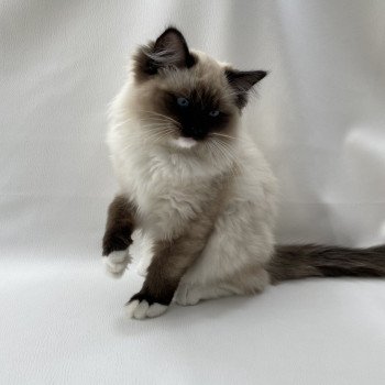 chaton Ragdoll seal point mitted Uline Blanc Les Ragdolls de la Croisette chaton Ragdoll seal point mitted Uline Blanc Les Ragdolls de la Croisette
