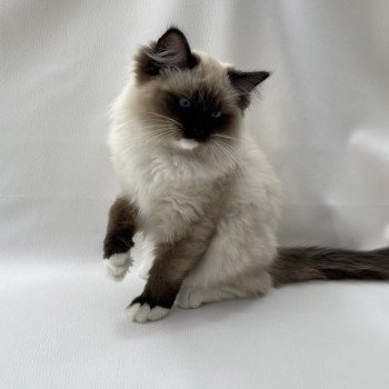 chaton Ragdoll seal point mitted Uline Blanc Les Ragdolls de la Croisette